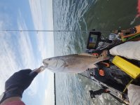 26&quot; Redfish #3 on 20240422